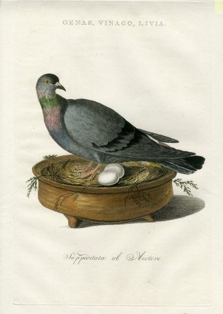 Antique Print-ROCK DOVE-PIGEON-COLUMBA LIVIA-COMMON-Nozeman-Sepp-1770