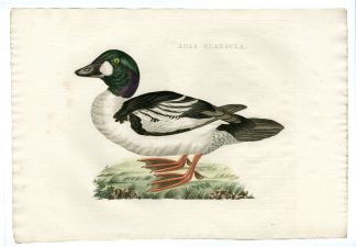 Antique Print-COMMON GOLDENEYE-BUCEPHALA CLANGULA-DUCK-Nozeman-Sepp-1770