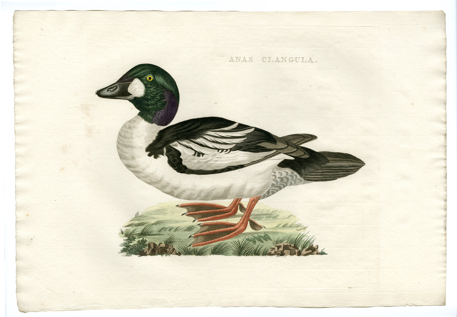 , Antique Print-COMMON GOLDENEYE-BUCEPHALA CLANGULA-DUCK-Nozeman-Sepp-1770, Pictura Antique Prints