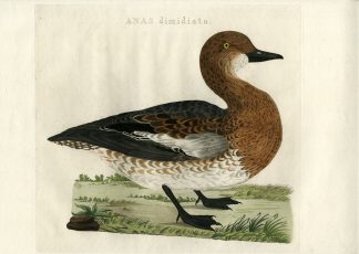 Antique Print-EURASIAN WIDGEON-MARECA PENELOPE-DUCK-Nozeman-Sepp-1770