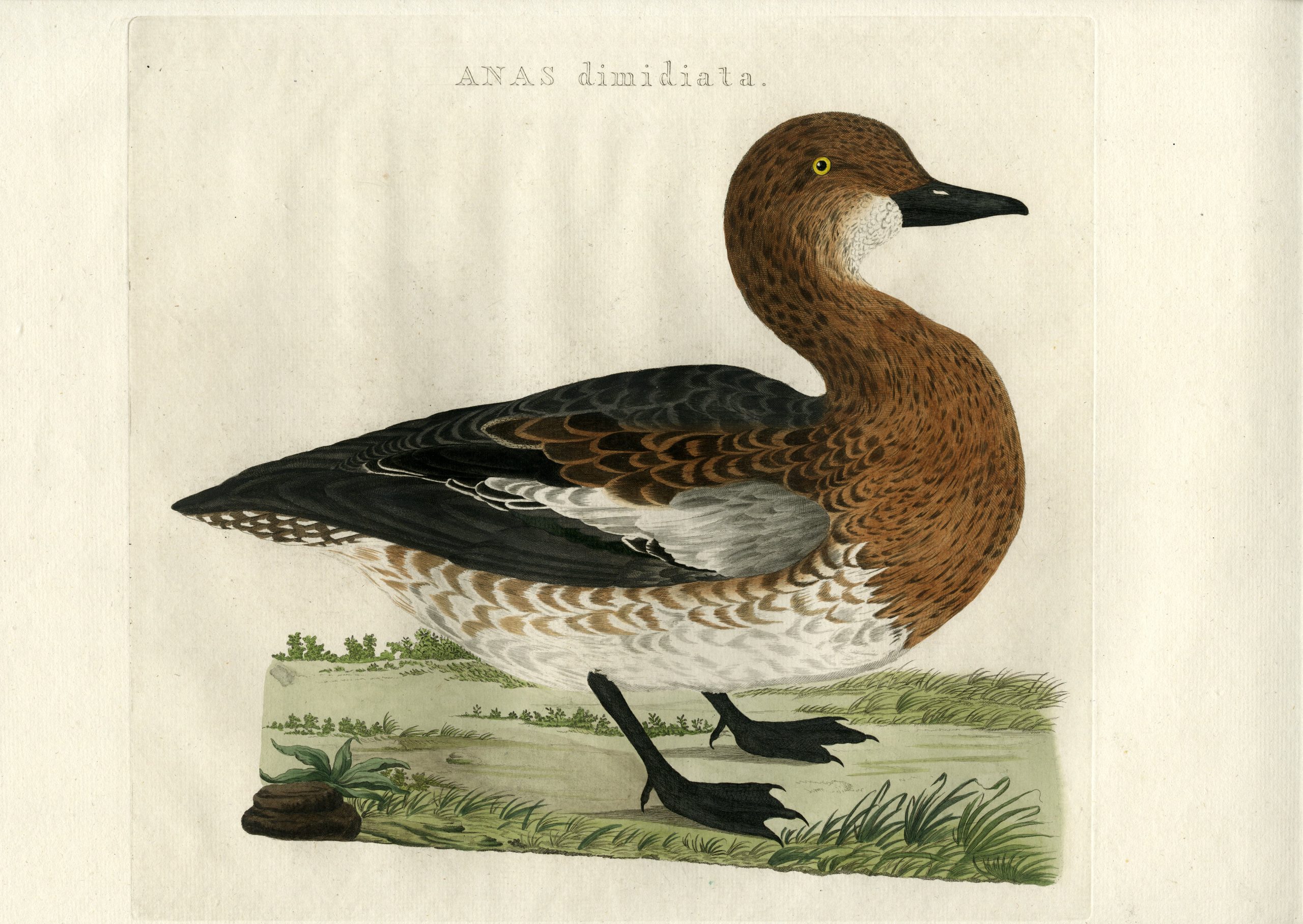 , Antique Print-EURASIAN WIDGEON-MARECA PENELOPE-DUCK-Nozeman-Sepp-1770, Pictura Antique Prints