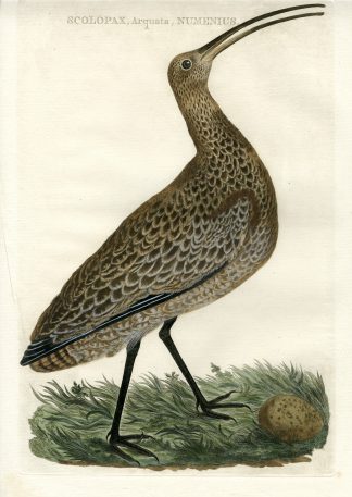Antique Print-EURASIAN CURLEW-NUMENIUS ARQUATA-Nozeman-Sepp-1770