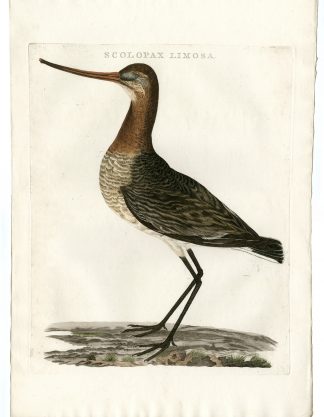 Antique Print-BLACK TAILED GODWIT-LIMOSA LIMOSA-Nozeman-Sepp-1770