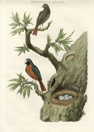 Antique Print-COMMON REDSTART-PHOENICURUS-Nozeman-Sepp-1770