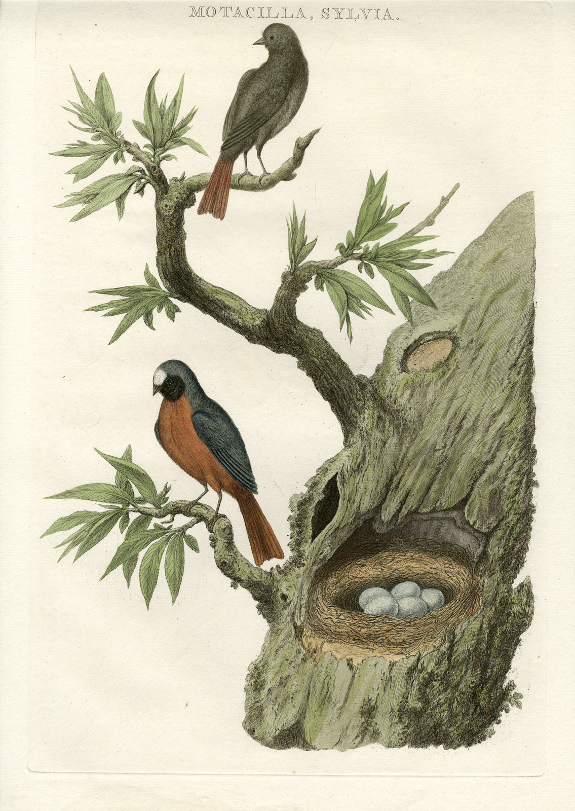 , Antique Print-COMMON REDSTART-PHOENICURUS-Nozeman-Sepp-1770, Pictura Antique Prints