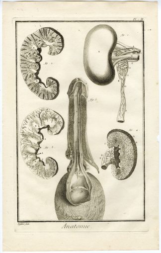 Antique Print-HUMAN ANATOMY-PENIS-BLADDER-KIDNEYS-VEINS-Diderot-Defehrt-1751