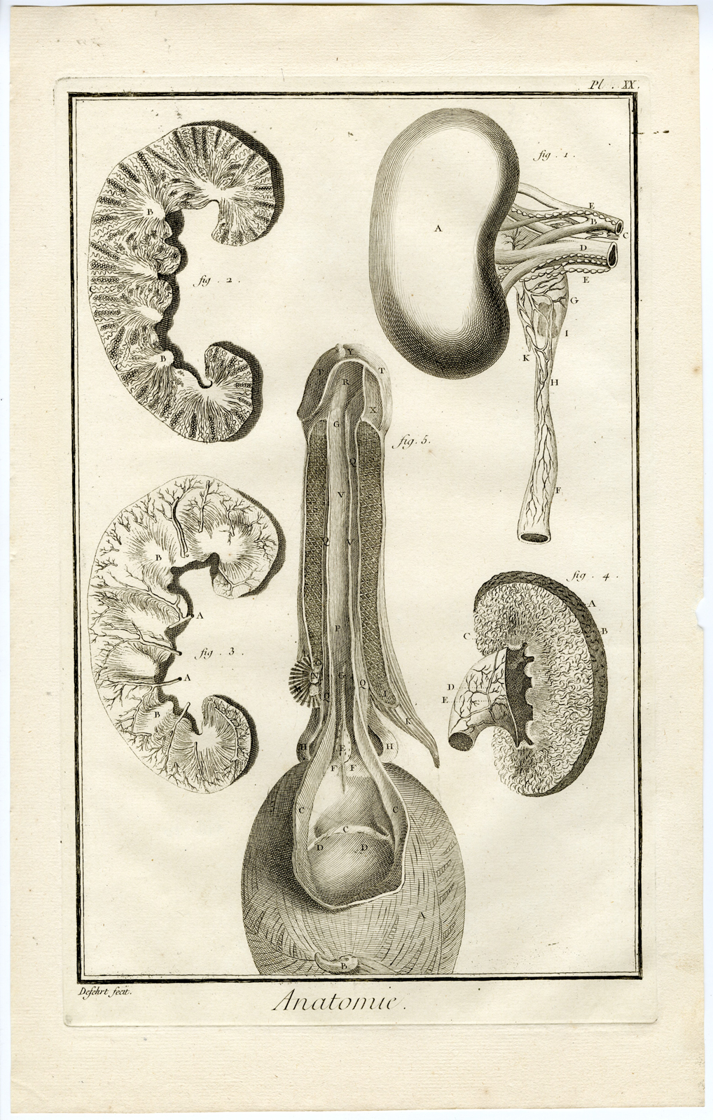 Pictura 01532 416x654 Antique Print-HUMAN ANATOMY-PENIS-BLADDER-KIDNEYS-VEINS-Diderot-Defehrt-1751