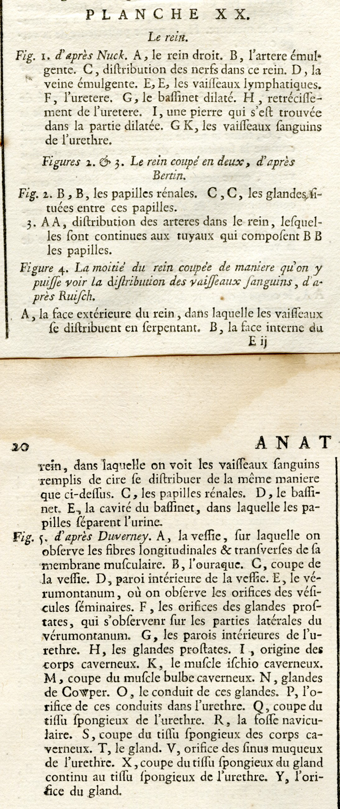 Pictura 01533 416x990 Antique Print-HUMAN ANATOMY-PENIS-BLADDER-KIDNEYS-VEINS-Diderot-Defehrt-1751 - Image 2