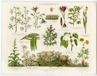 Antique Prints-PROTECTION BY PLANTS-Meyers-1897