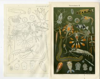 Antique Prints-MARINE FLORA-KRILL-FISH-SEA-Meyers-1903