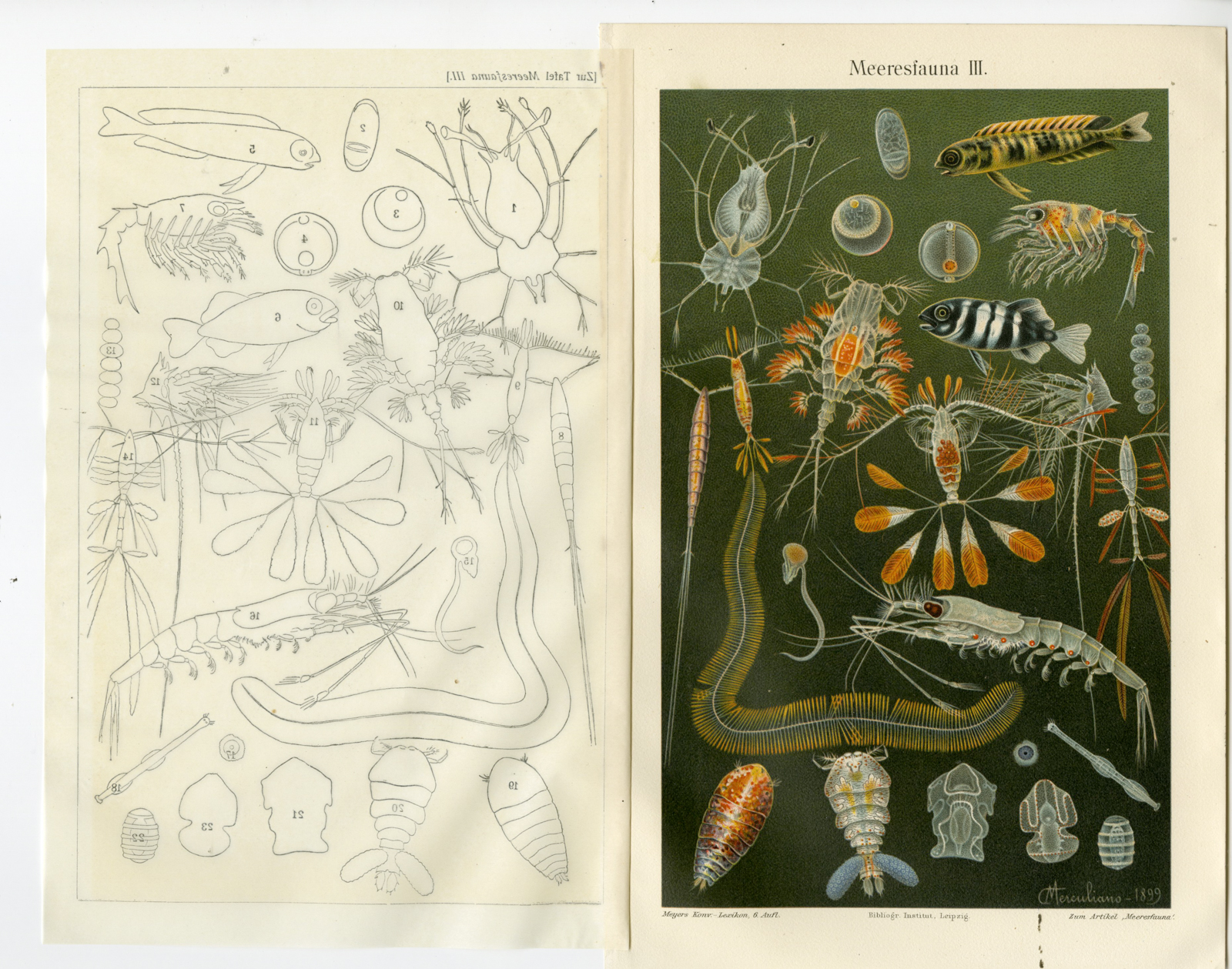 , Antique Prints-MARINE FLORA-KRILL-FISH-SEA-Meyers-1903, Pictura Antique Prints