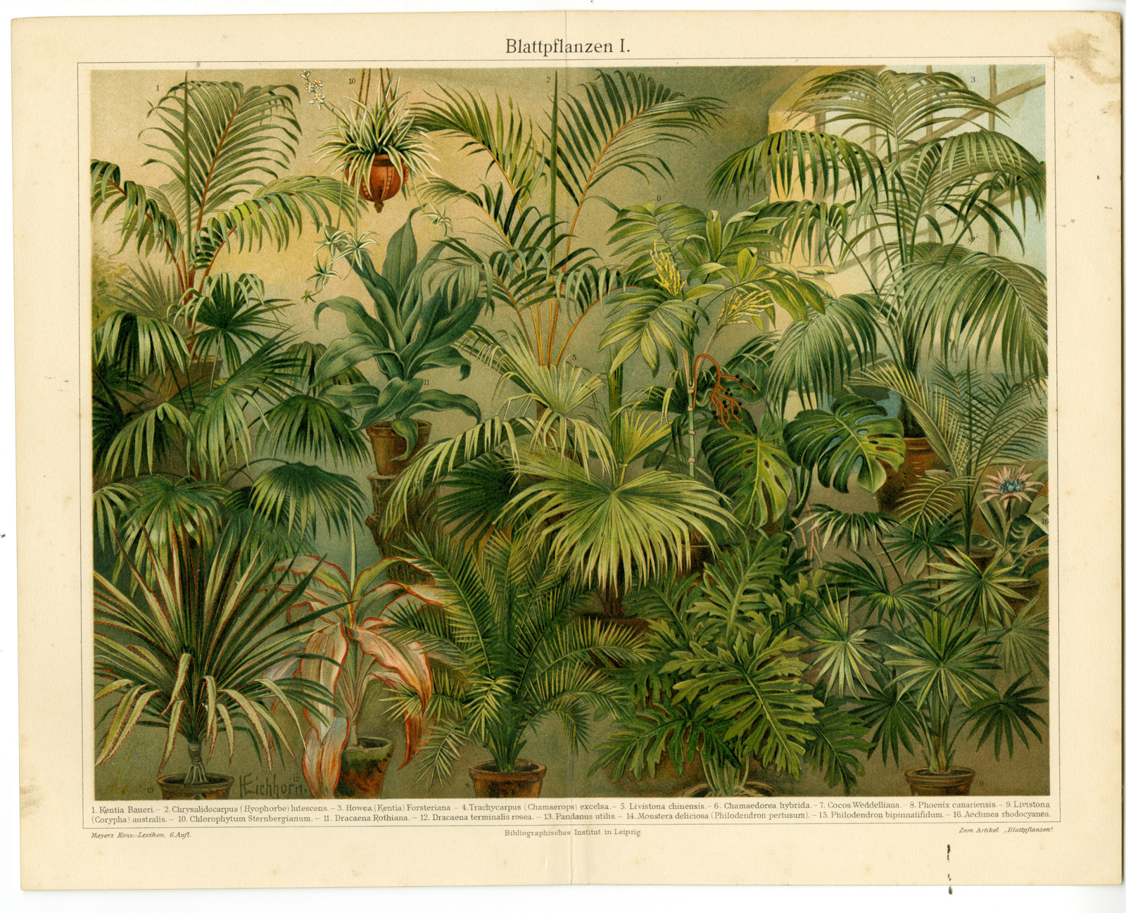 , Antique Prints-INDOOR PLANTS-LIVISTONA-Meyers-1897, Pictura Antique Prints