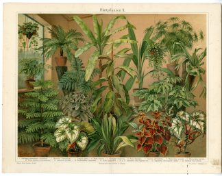 Antique Prints-INDOOR PLANTS-CYPERUS-Meyers-1897