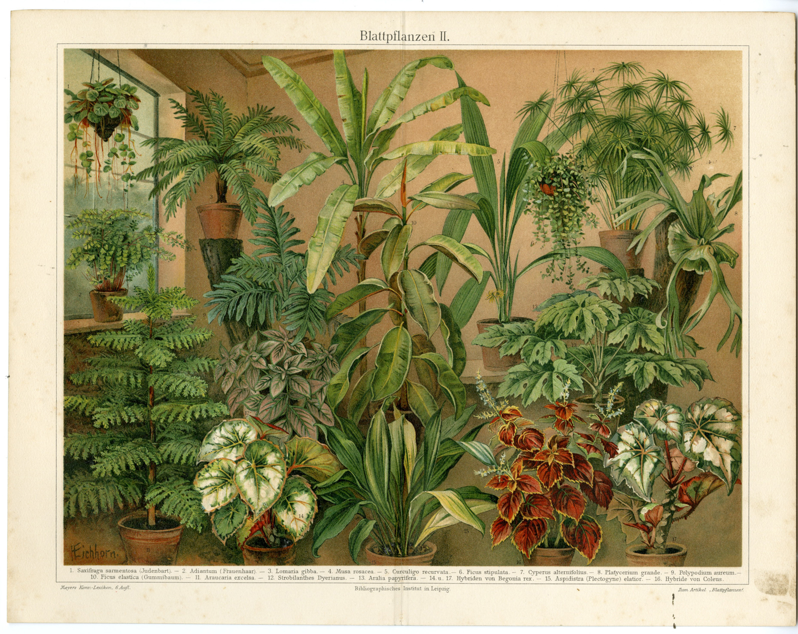 Pictura 02078 416x330 Antique Prints-INDOOR PLANTS-CYPERUS-Meyers-1897