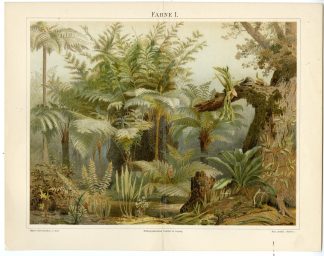 Antique Prints-FERN-FERNS-Meyers-1895