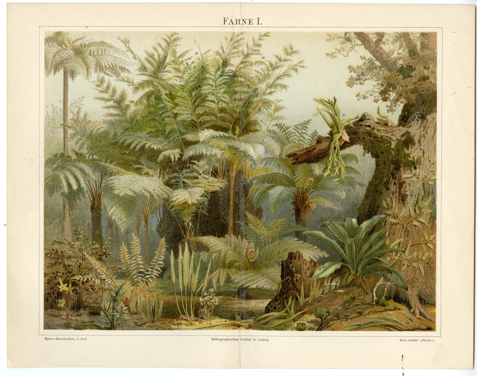, Antique Prints-FERN-FERNS-Meyers-1895, Pictura Antique Prints