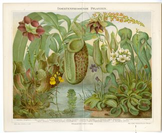Antique Prints-INSECT EATING-CARNIVOROUS-PLANT-Meyers-1895