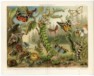Antique Print-CAMOUFLAGE-PROTECTION-INSECTS-PUPAE-LARVAE-BUTTERFLY-Meyers-1895