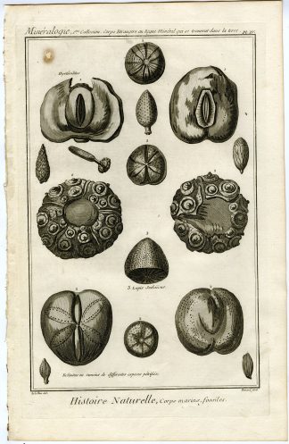 Antique Print-LAPIS JUDAICUS-FOSSILIZED MARINE ANIMAL-Diderot-1751