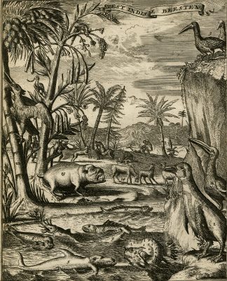 Rare Antique Print-WEST INDIES-FISH-ANIMALS-de Hooghe-1682