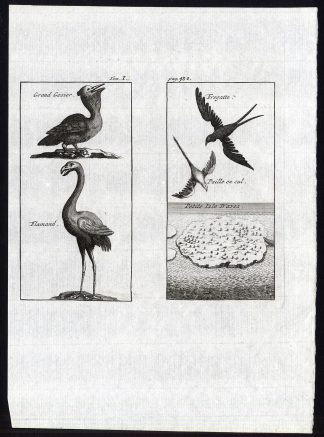 Antique Print-FRIGATEBIRD-TROPICBIRD-PELICAN-CRANE-ISLA DE AVES-Labat-1725