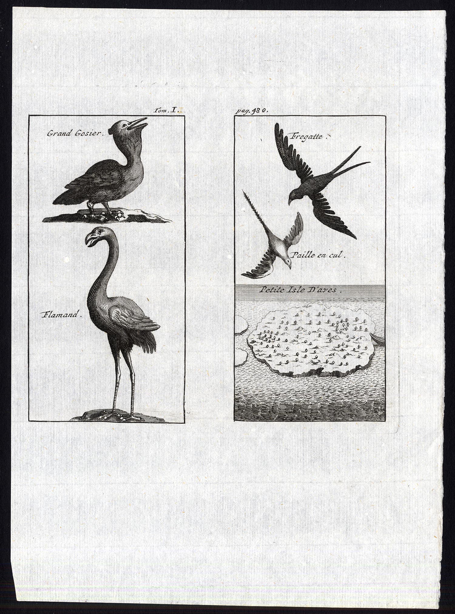 , Antique Print-FRIGATEBIRD-TROPICBIRD-PELICAN-CRANE-ISLA DE AVES-Labat-1725, Pictura Antique Prints