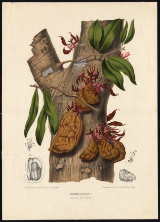 Antique Master Print-NAMNAM-CYNOMETRA CAULIFLORA-Severeyns-Hoola van Nooten-1863