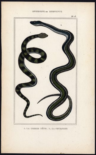 Antique Print-SNAKES-SPECIES-COURESSE-GROSSE TETE-Anonymous-ca. 1840