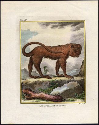 Antique Print-HOWLER MONKEY-ALOUATTA-Hulk-1755