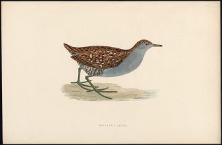 Antique Print-BAILLON'S CRAKE-ZAPORNIA PUSILLA-Fawcett-Morris-Lydon-1850