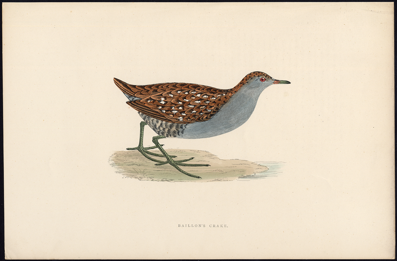 , Antique Print-BAILLON’S CRAKE-ZAPORNIA PUSILLA-Fawcett-Morris-Lydon-1850, Pictura Antique Prints