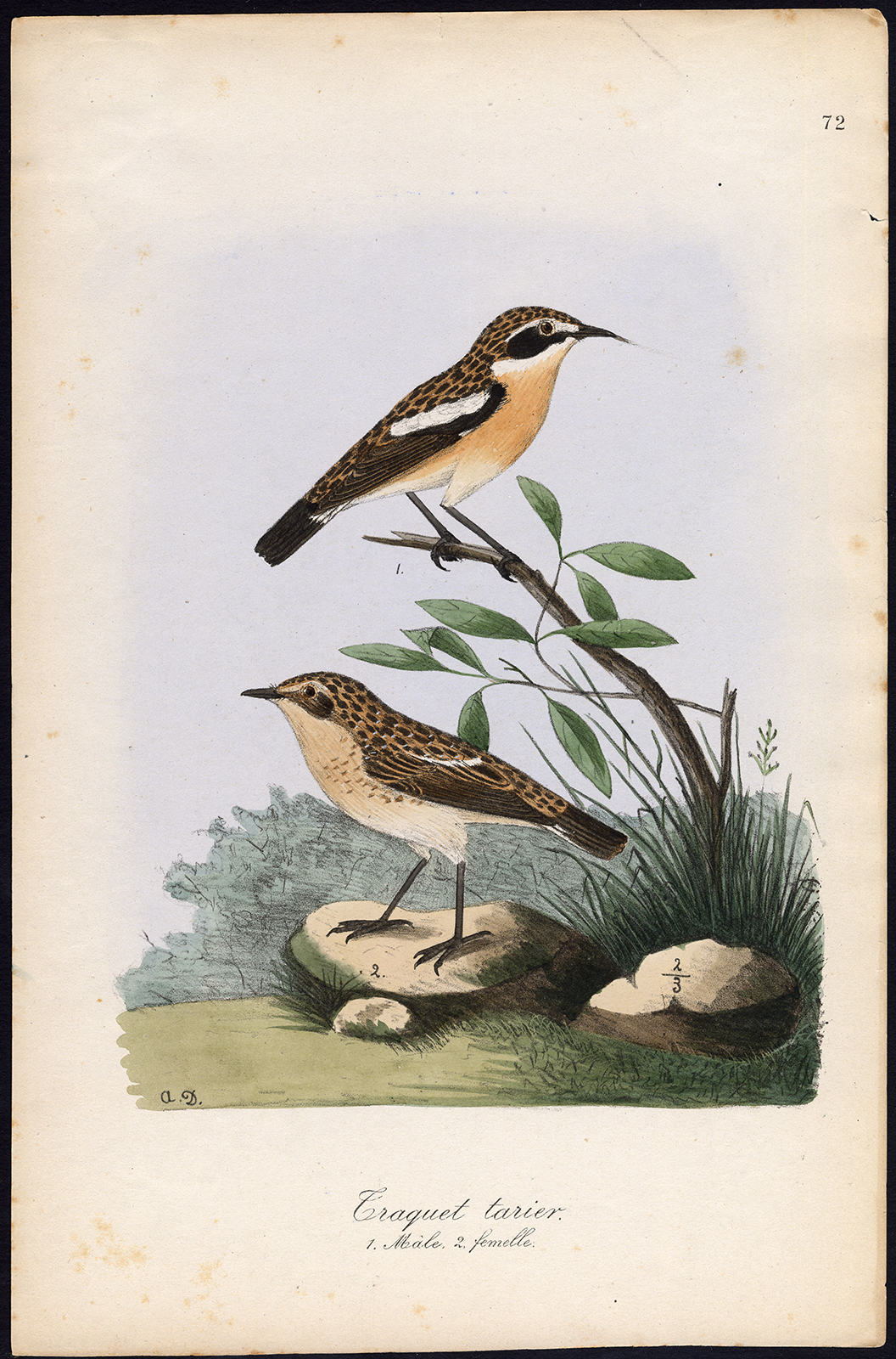 , Antique Print-WHINCHAT-SAXICOLA RUBETRA-TRAQUET TARIER-Dubois-1887, Pictura Antique Prints