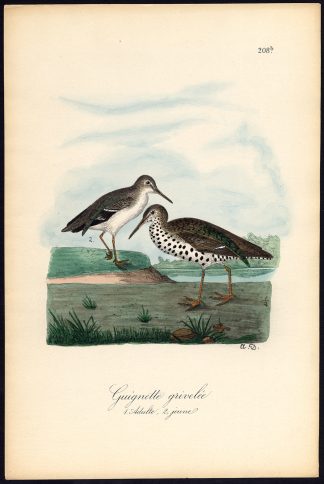 Antique Print-GREEN SANDPIPER-TRINGA OCHORPUS-Dubois-1887