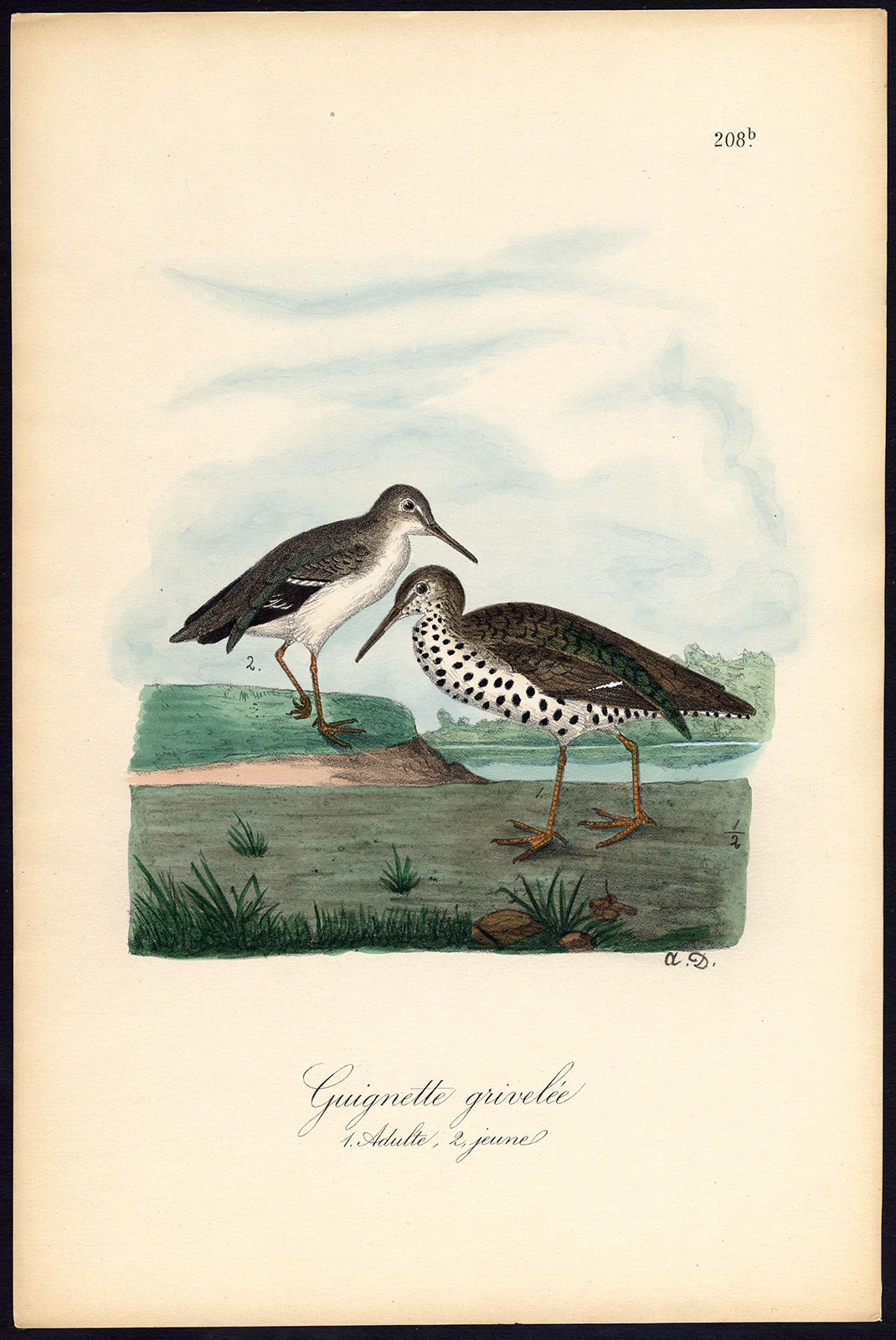 , Antique Print-GREEN SANDPIPER-TRINGA OCHORPUS-Dubois-1887, Pictura Antique Prints