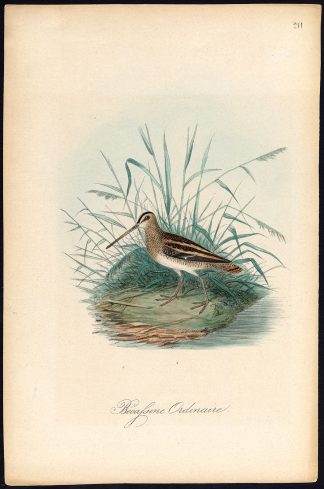 Antique Print-GREAT SNIPE-GALLINAGO MEDIA-Dubois-1887