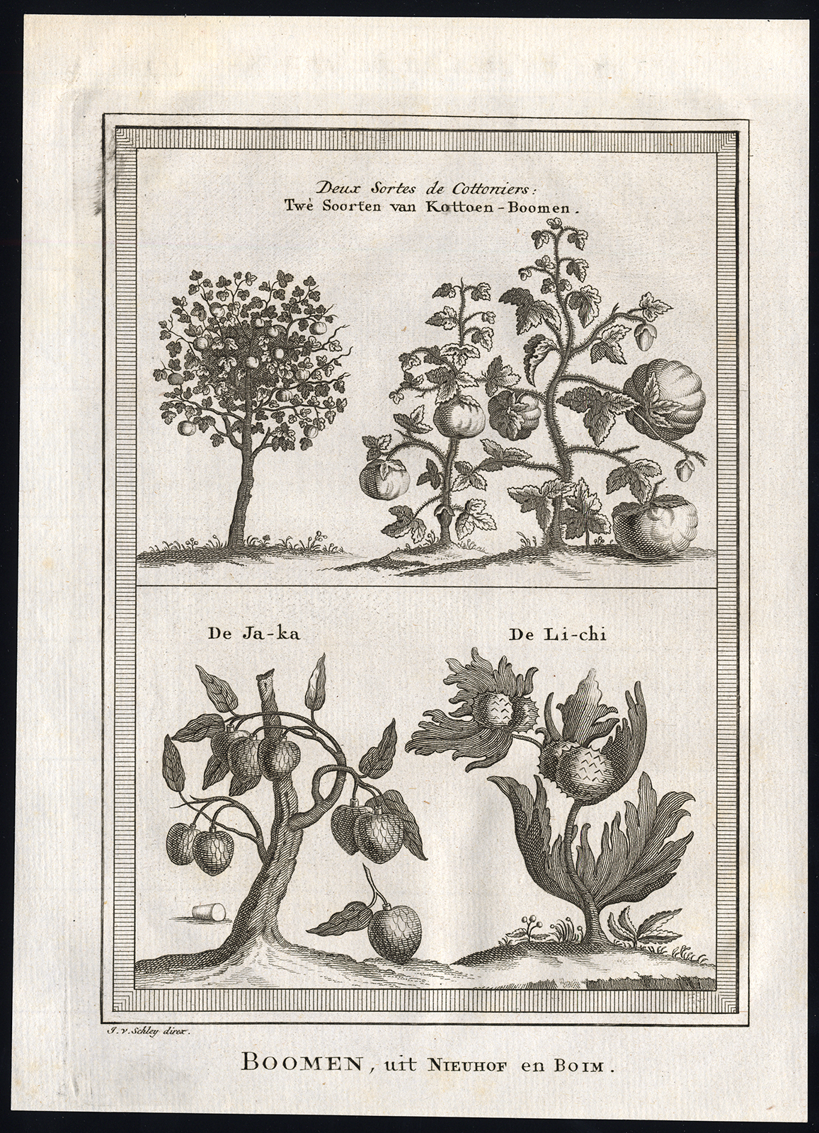 Ab4403 416x575 Antique Print-LYCHEE-COTTON TREE-JACA-Van der Schley-1767