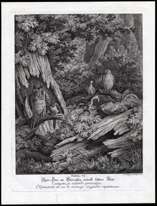 Antique Print-ALLEGORY-FABLE-MARRIAGE-BIRD-CUCKOO-OWL-Ridinger-1767