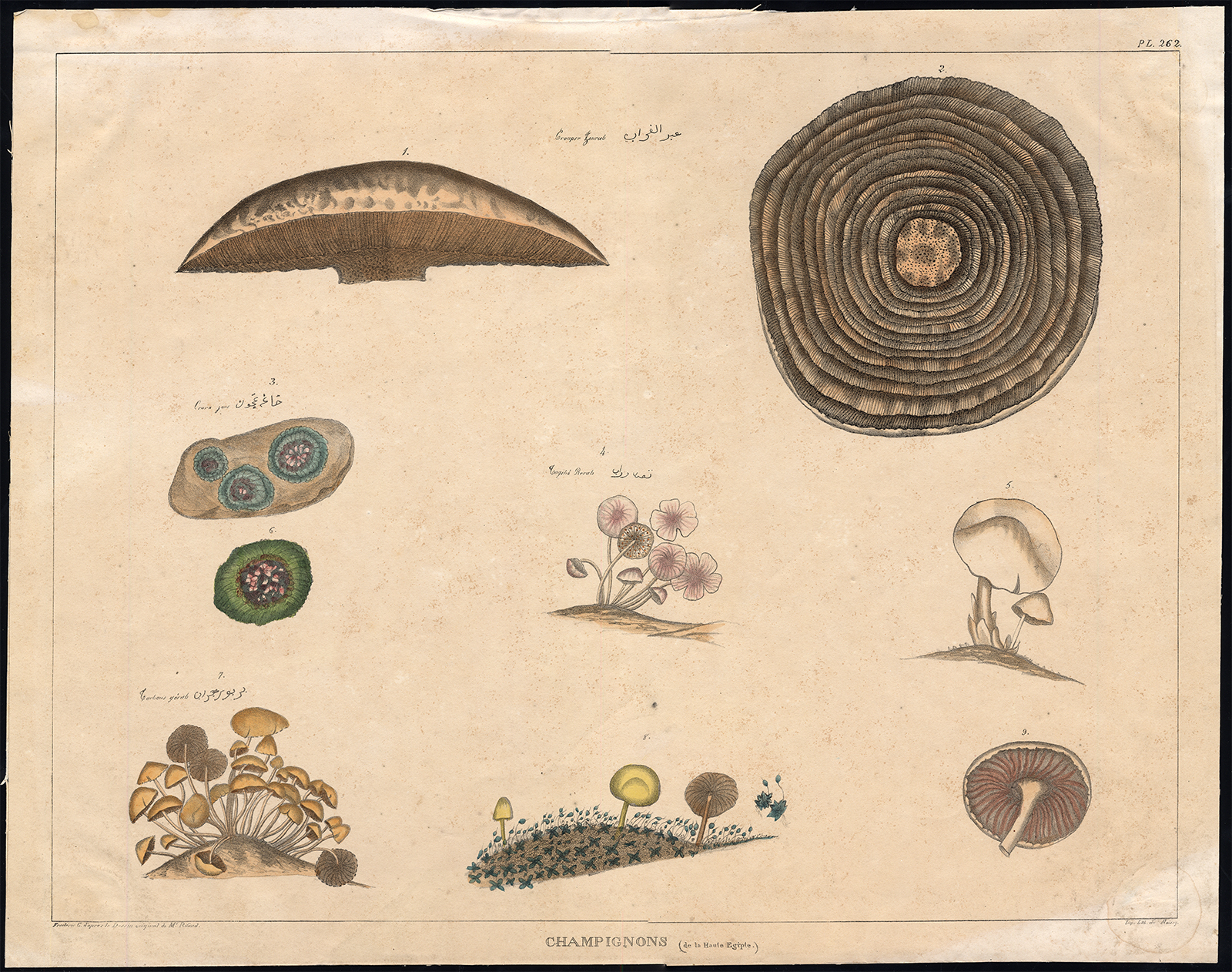 , Antique Print-MUSHROOM-FUNGI-NILE REGION-No. 262-Rifaud-Cazenave-1836, Pictura Antique Prints