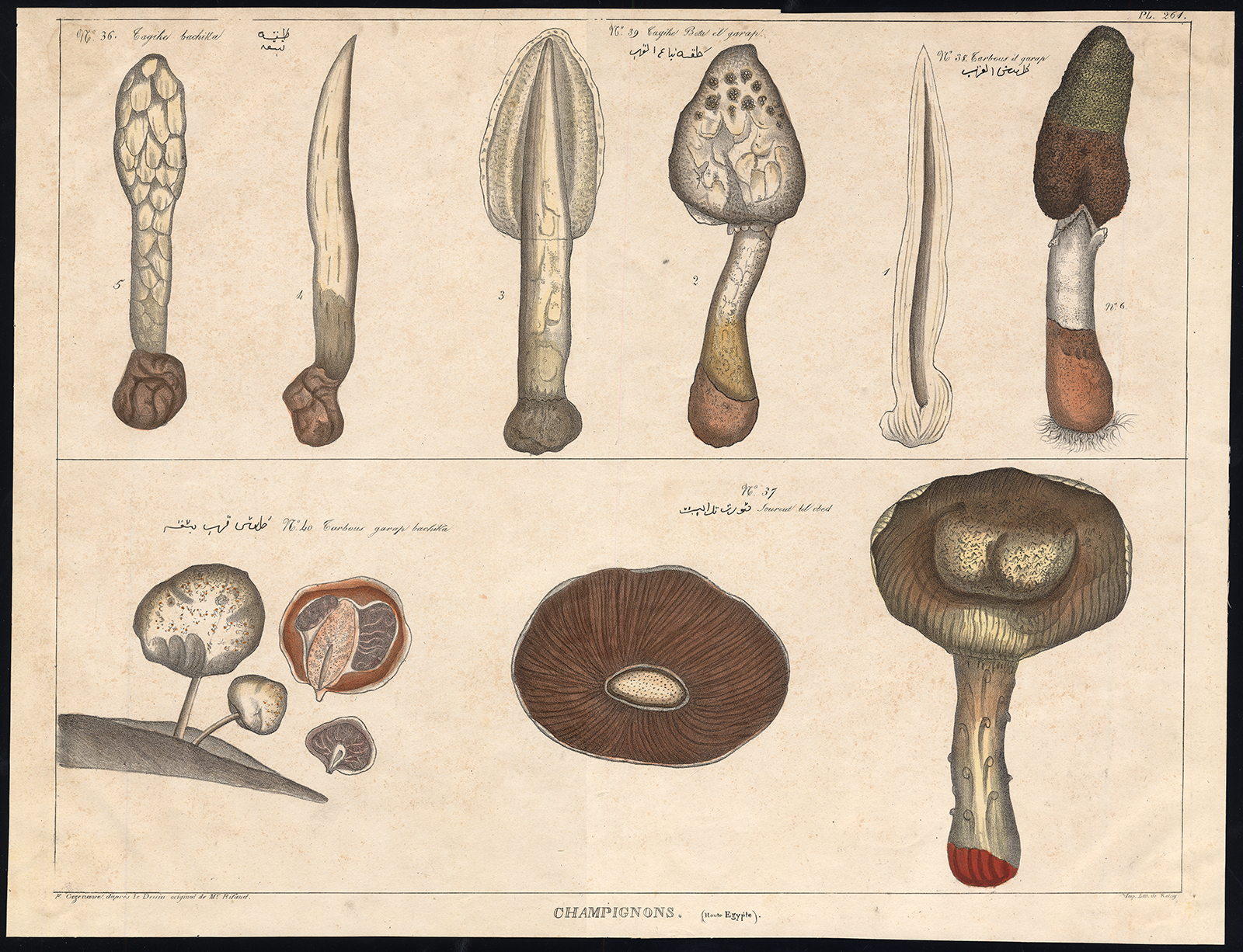 , Antique Print-MUSHROOM-FUNGI-NILE REGION-No. 261-Rifaud-Cazenave-1836, Pictura Antique Prints
