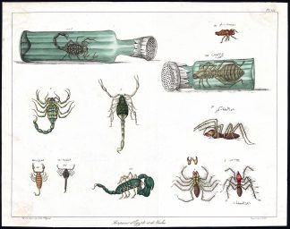Antique Print-SCORPION-ANT-INSECT-NILE-No. 242-Rifaud--1836