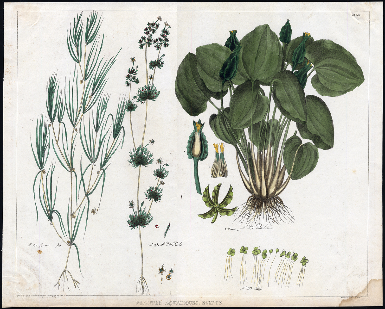 , Antique Print-WATER PLANT-AQUATIC-NILE REGION-No. 265-Rifaud-Normand-1836, Pictura Antique Prints