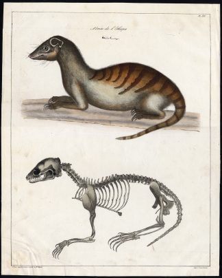 Antique Print-MAMMAL-MONGOOSE-SKELETON-NILE-No. 255-Rifaud-Cornuel-1836