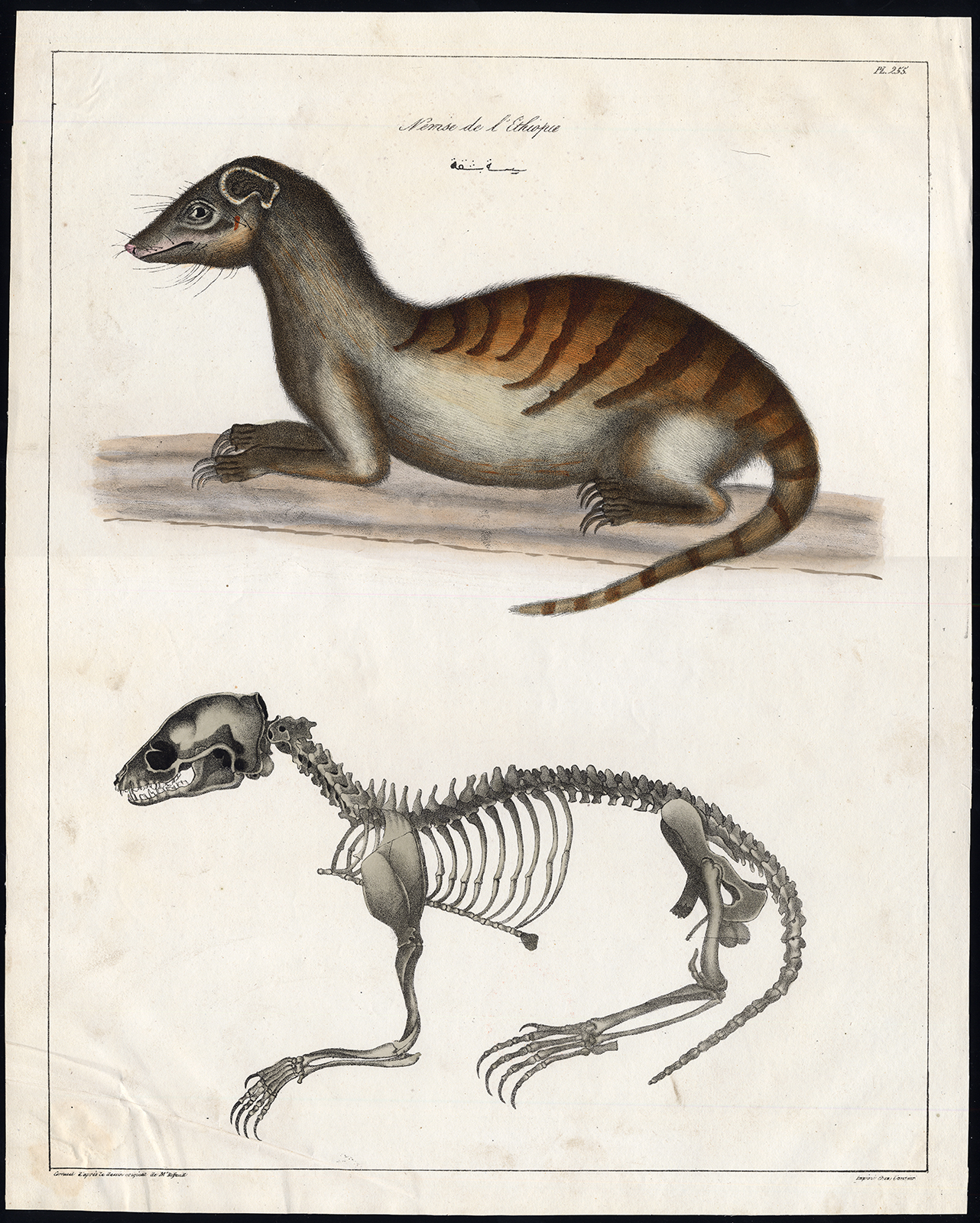 , Antique Print-MAMMAL-MONGOOSE-SKELETON-NILE-No. 255-Rifaud-Cornuel-1836, Pictura Antique Prints