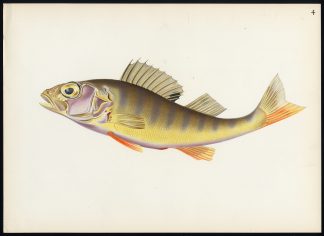 Antique Print-EUROPEAN PERCH-Stoecklin-1943