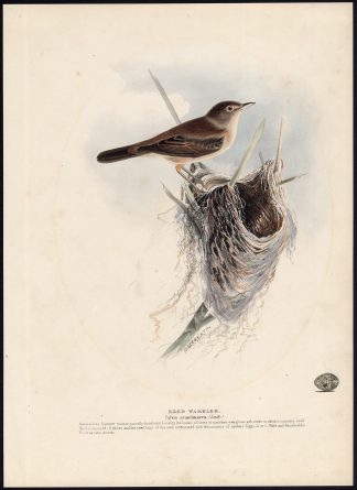 Antique Bird Print-REED WARBLER-ACROCEPHALUS ARUNDINACEUS-Meyer-1853