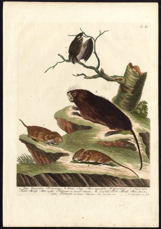 Antique Master Print-MOUSE-BAT-RAT-MAMMAL-Haid-ca. 1740