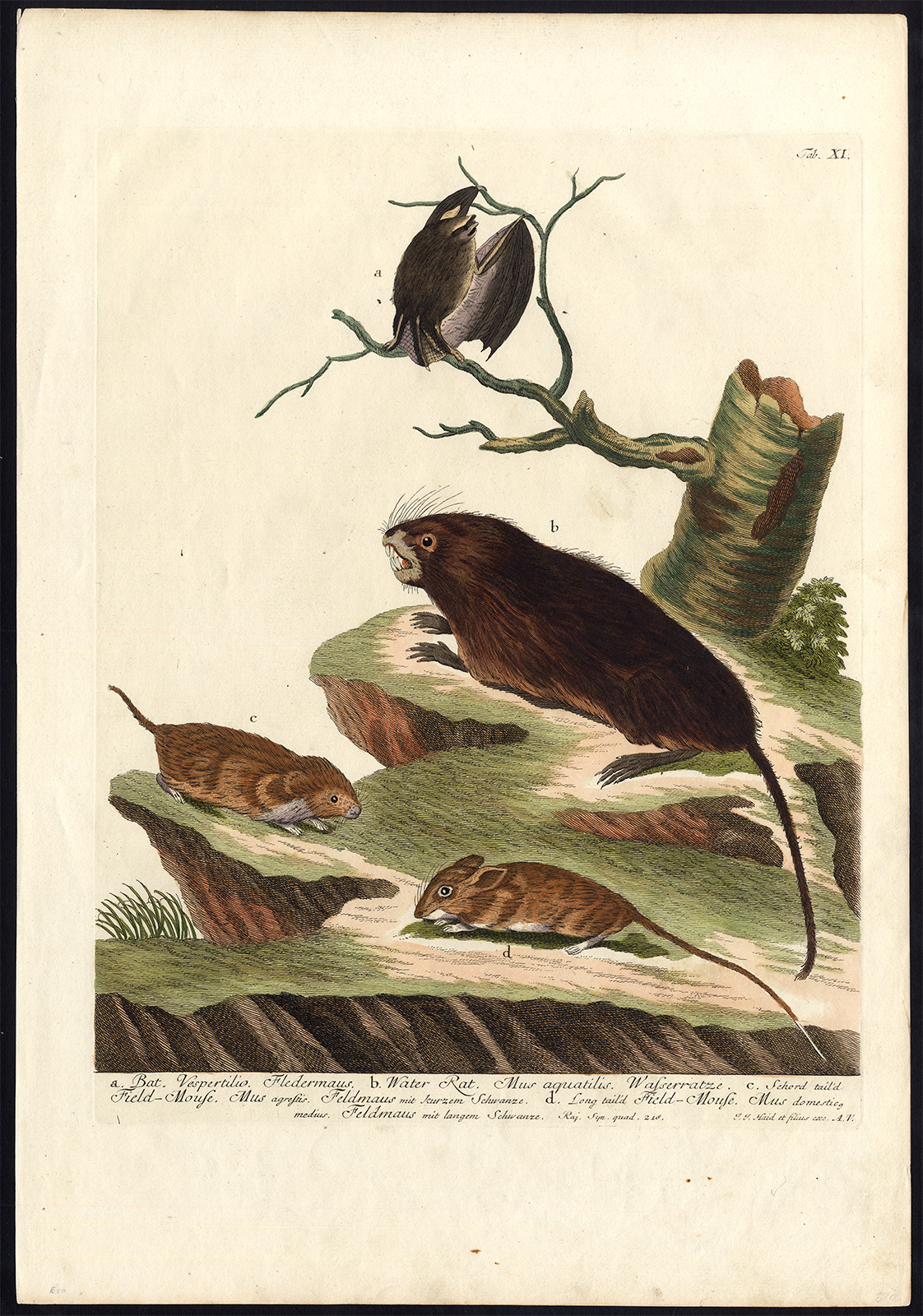 , Antique Master Print-MOUSE-BAT-RAT-MAMMAL-Haid-ca. 1740, Pictura Antique Prints
