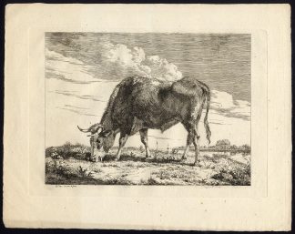 Antique Master Print-GRAZING-BULL-GRASS-Van Os-ca. 1800
