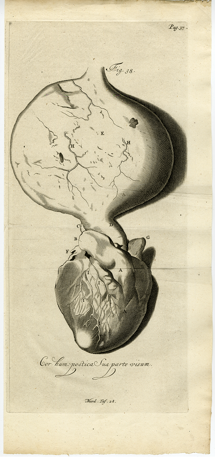, Antique Print-HEART-ARTERY-TUMOUR-ANEURYSM-Ruysch-Huyberts-1744, Pictura Antique Prints