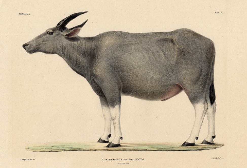 , Antique Print-WATER BUFFALO-SUNDA ISLANDS-Temminck-1839, Pictura Antique Prints